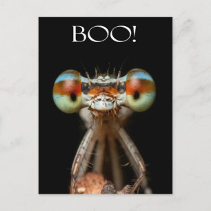 Carte Postale Beady-Eyed Damselfly
