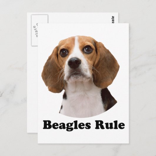 Carte Postale Beagle (Devant / Derrière)