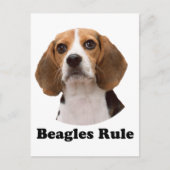 Carte Postale Beagle (Devant)