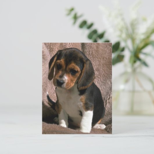 Carte Postale Beagle (Debout devant)