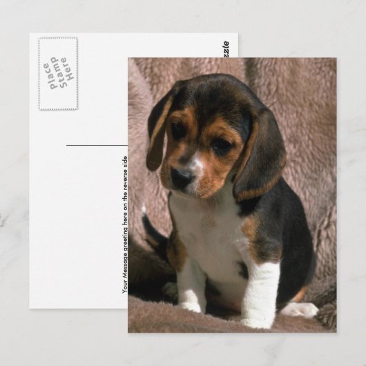 Carte Postale Beagle (Devant / Derrière)