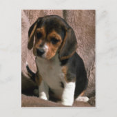 Carte Postale Beagle (Devant)