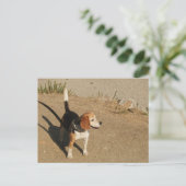 Carte Postale Beagle (Debout devant)