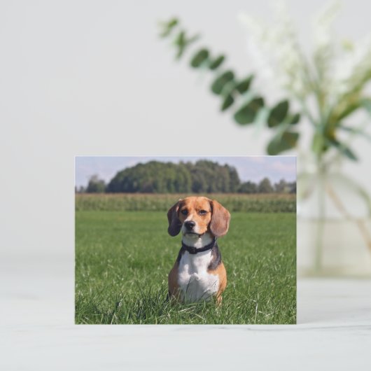 Carte Postale beagle (Debout devant)