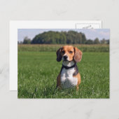 Carte Postale beagle (Devant / Derrière)