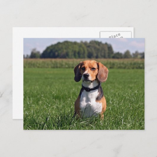 Carte Postale beagle (Devant / Derrière)