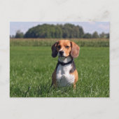 Carte Postale beagle (Devant)