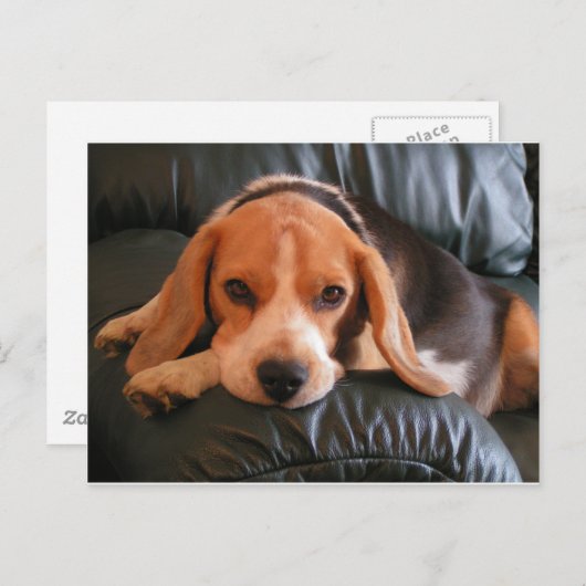 Carte Postale Beagle (Devant / Derrière)