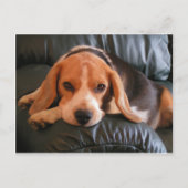 Carte Postale Beagle (Devant)