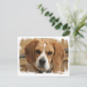 Carte postale beagle (Debout devant)