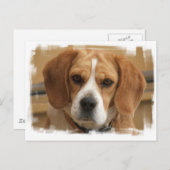 Carte postale beagle (Devant / Derrière)