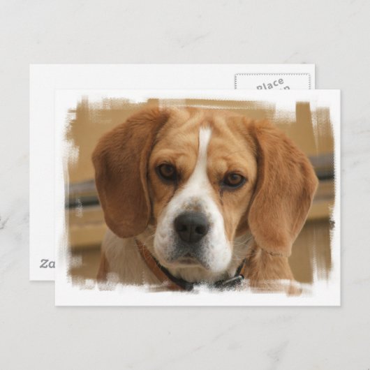 Carte postale beagle (Devant / Derrière)