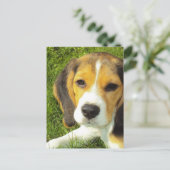 Carte postale beagle (Debout devant)