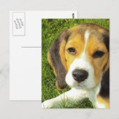Carte postale beagle (Devant / Derrière)