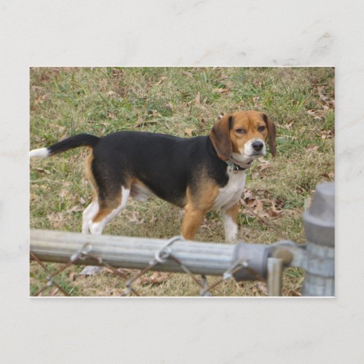 Carte Postale Beagle (Devant)