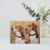 Carte Postale beagle (Debout devant)