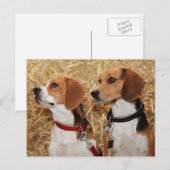 Carte Postale beagle (Devant / Derrière)