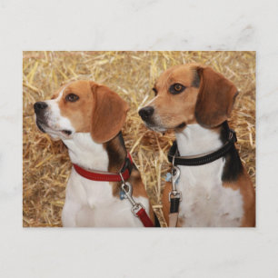 Carte Postale beagle
