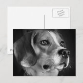 Carte Postale Beagle (Devant / Derrière)