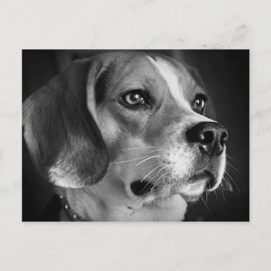 Carte Postale Beagle (Devant)