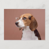 Carte Postale Beagle (Devant)