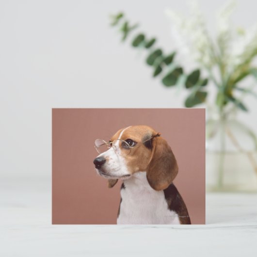 Carte Postale Beagle (Debout devant)