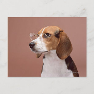 Carte Postale Beagle