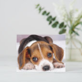 Carte Postale beagle (Debout devant)