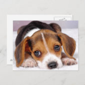 Carte Postale beagle (Devant / Derrière)