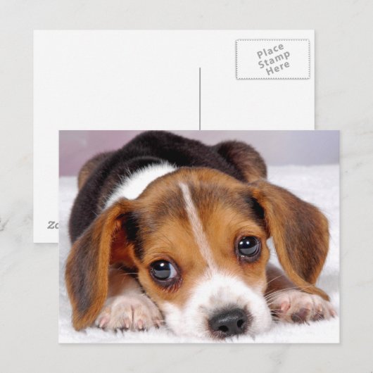 Carte Postale beagle (Devant / Derrière)