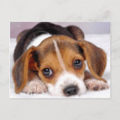 Carte Postale beagle (Devant)