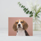 Carte Postale Beagle (Debout devant)