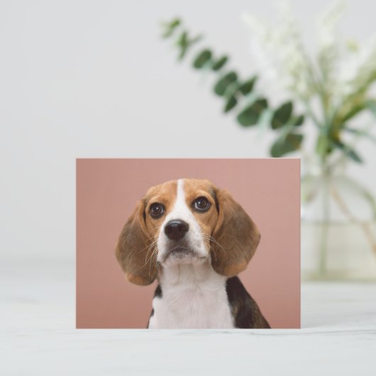 Carte Postale Beagle (Debout devant)