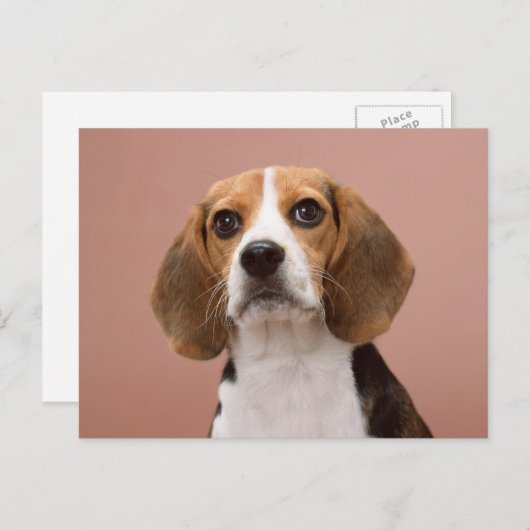 Carte Postale Beagle (Devant / Derrière)