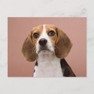 Carte Postale Beagle