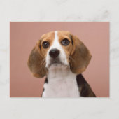 Carte Postale Beagle (Devant)