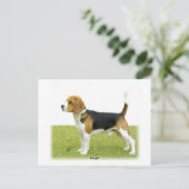 Carte Postale Beagle 9J27D-02 (Debout devant)
