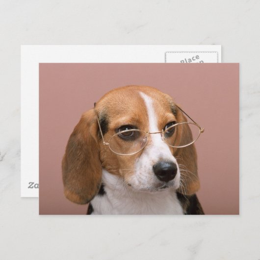 Carte Postale Beagle avec lunettes (Devant / Derrière)