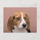 Carte Postale Beagle avec lunettes (Devant)