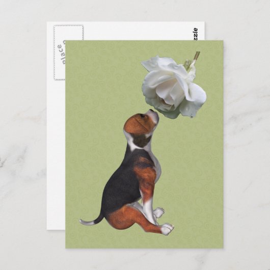Carte postale beagle Chien blanc rose mignonne (Devant / Derrière)