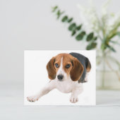 Carte Postale Beagle Chien Chien Chien Blanc Bonjour, Merci, Mll (Debout devant)