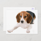Carte Postale Beagle Chien Chien Chien Blanc Bonjour, Merci, Mll (Devant / Derrière)