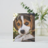 Carte Postale Beagle Chien Chien Chien Chien Chien Chien Chien C (Debout devant)