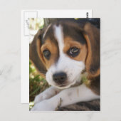 Carte Postale Beagle Chien Chien Chien Chien Chien Chien Chien C (Devant / Derrière)