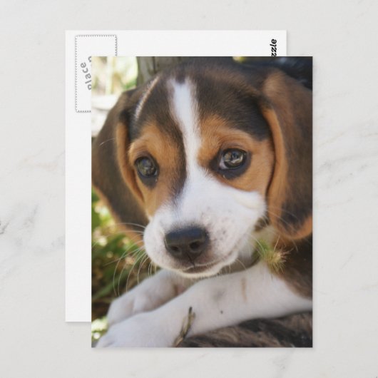 Carte Postale Beagle Chien Chien Chien Chien Chien Chien Chien C (Devant / Derrière)