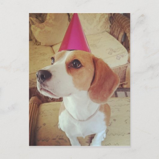 Carte postale Beagle d'anniversaire (Devant)