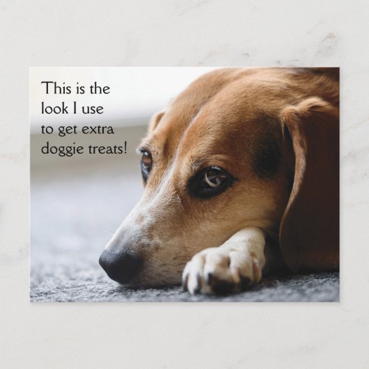 Carte postale beagle "Extra Doggie Traitements" (Devant)
