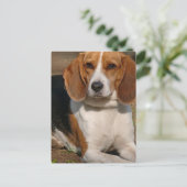 Carte postale beagle Hound (Debout devant)