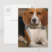 Carte postale beagle Hound (Devant / Derrière)