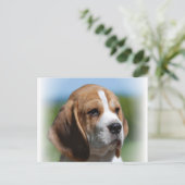 Carte postale beagle Puppy (Debout devant)